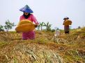 Akademisi IPB Khawatir Produksi Pangan Indonesia Bakal Terancam
