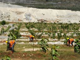 Hari Hutan Internasional 2024. SIG Revegetasi Ribuan Pohon di Lahan Pascatambang Pabrik Tuban