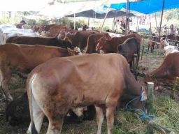 Awas!! Sapi Gelonggongan Jelang Idul Adha. Rakyat Wajib Peroleh Edukasi Hewan Kurban
