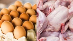 Potensi Kenaikan Harga Telur-Daging Ayam, Efek Permintaan MBG yang Banyak