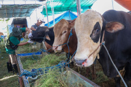 Perketat Pengawasan Hewan Kurban, Puluhan Lapak Ternak di Surabaya Diperiksa