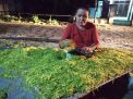 Petani Tembakau Lamongan Kelimpungan