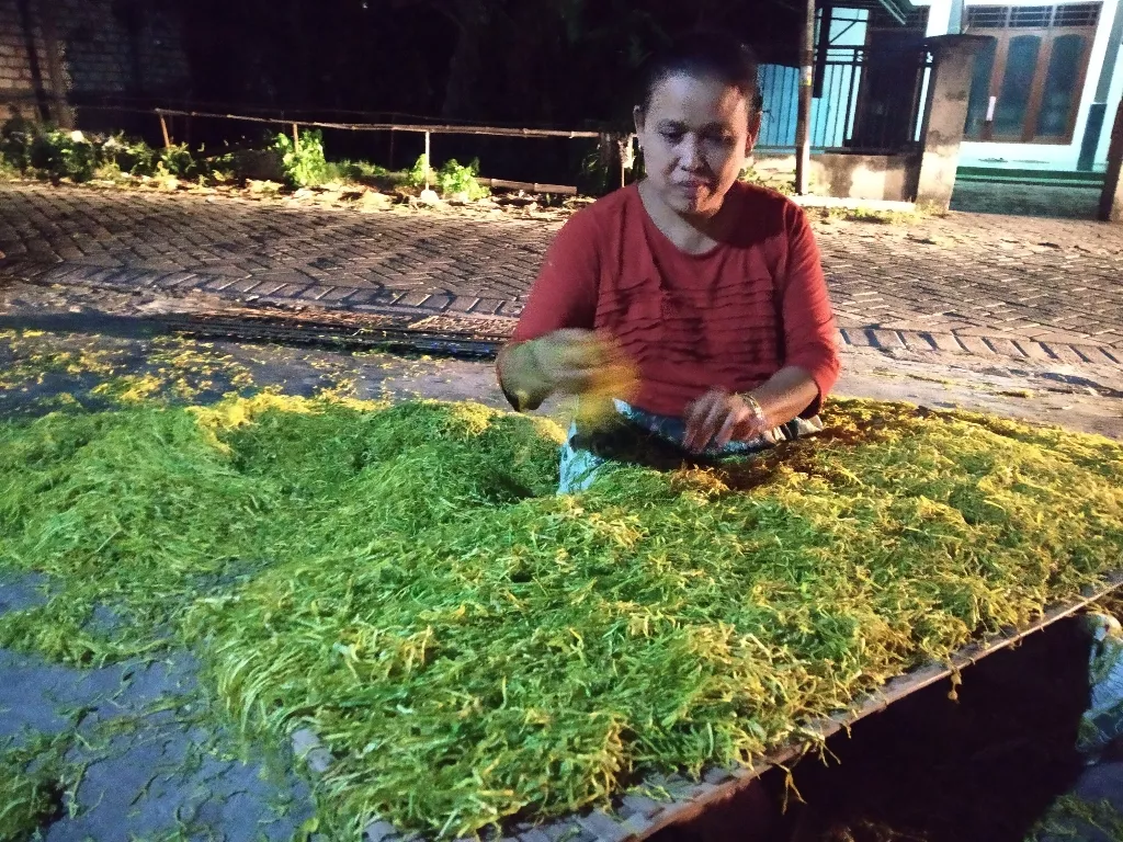 Petani Tembakau Lamongan Kelimpungan