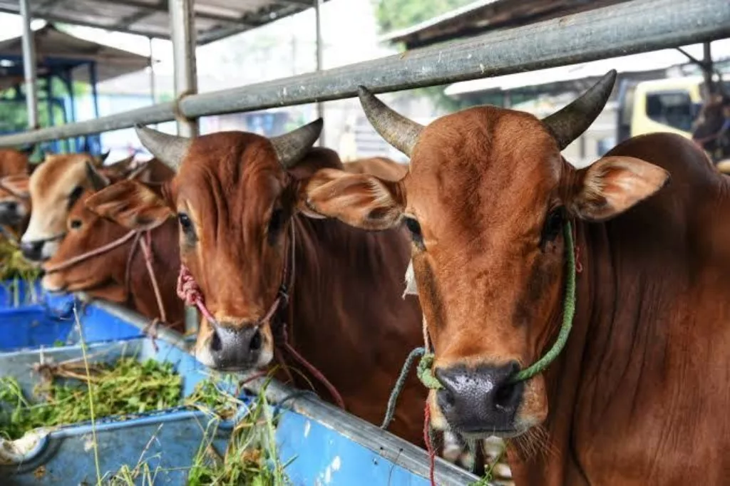 Perlunya Rujukan Penyembelihan Hewan Qurban