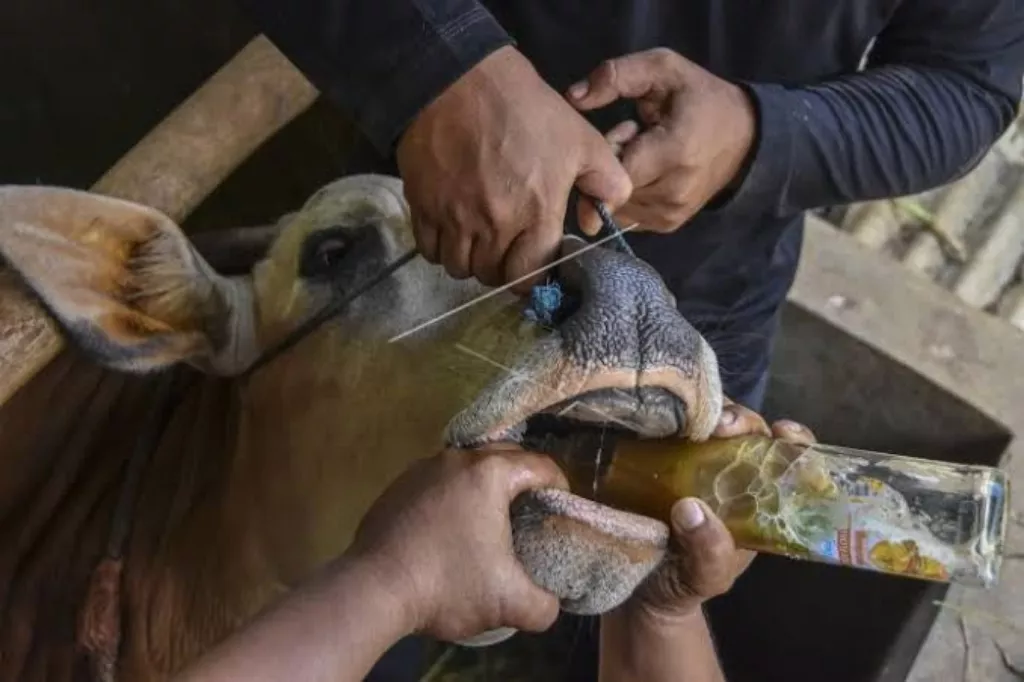 Bahas Bantuan PMK, Sampah Plastik, Kebakaran Hutan dan Krisis Pangan Dunia