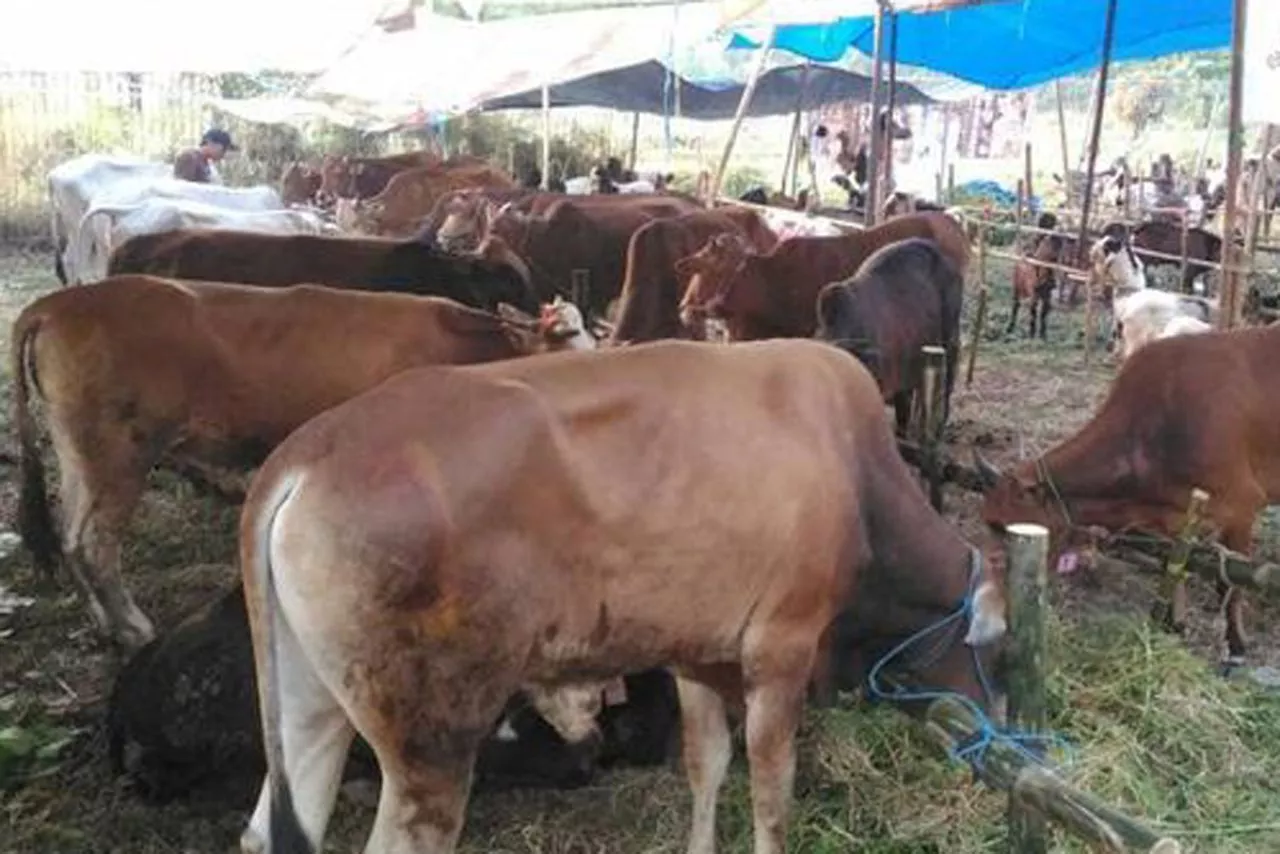 Awas!! Sapi Gelonggongan Jelang Idul Adha. Rakyat Wajib Peroleh Edukasi Hewan Kurban