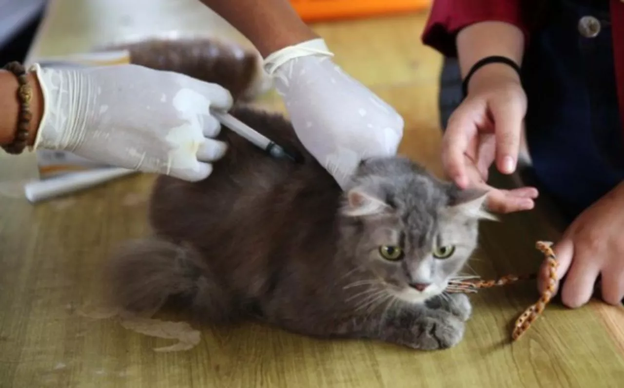 Disnakeswan Lamongan Gencarkan Vaksinasi Rabies Gratis