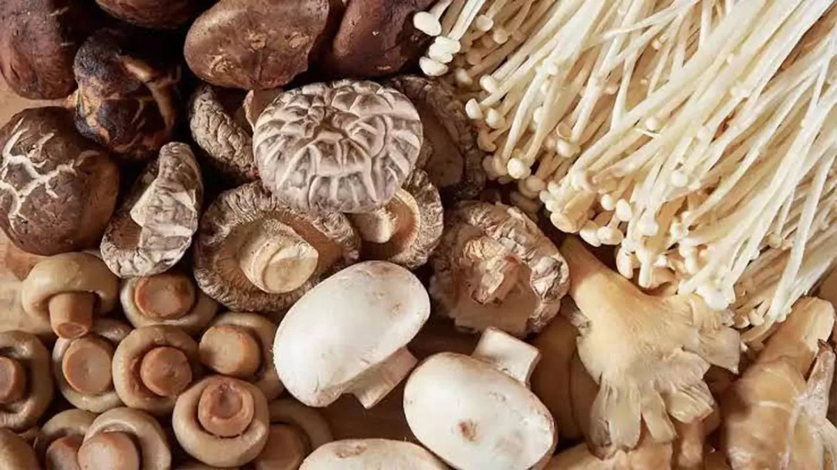 Terkuak, Kurang dari 10 Persen Jamur Dunia Layak Konsumsi. Ini Penjelasan BRIN